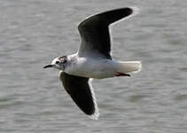 Mouette pygmée