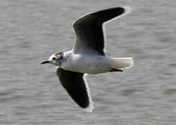 Little Gull