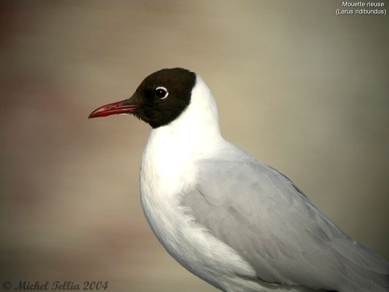 Mouette rieuse