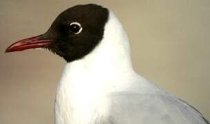 Mouette rieuse