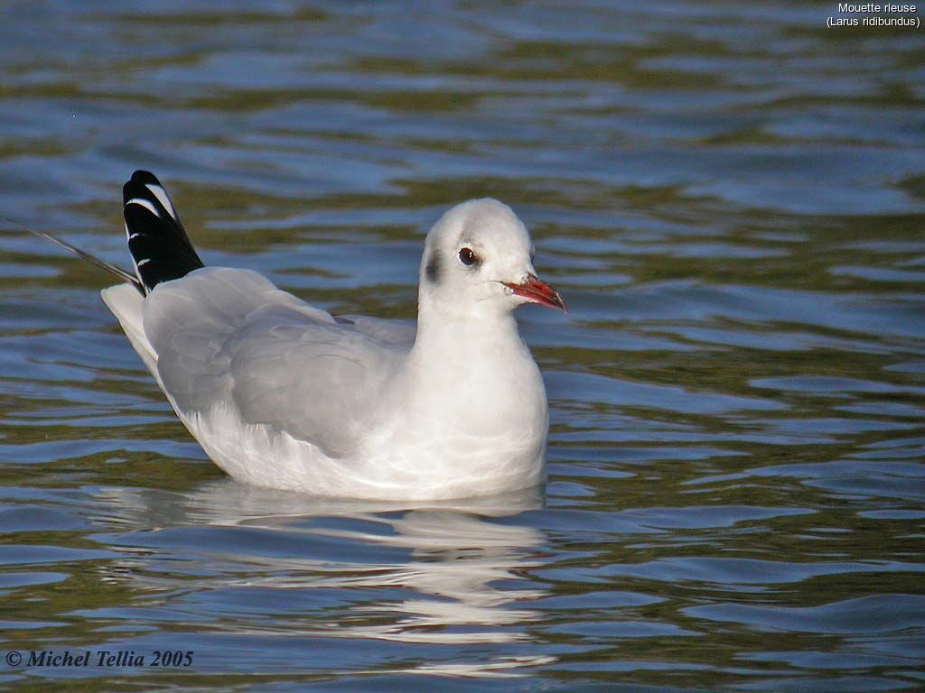 Mouette rieuse