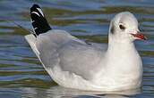 Mouette rieuse