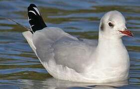 Black-headed Gull