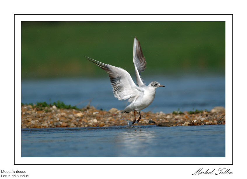 Black-headed Gull