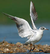 Mouette rieuse