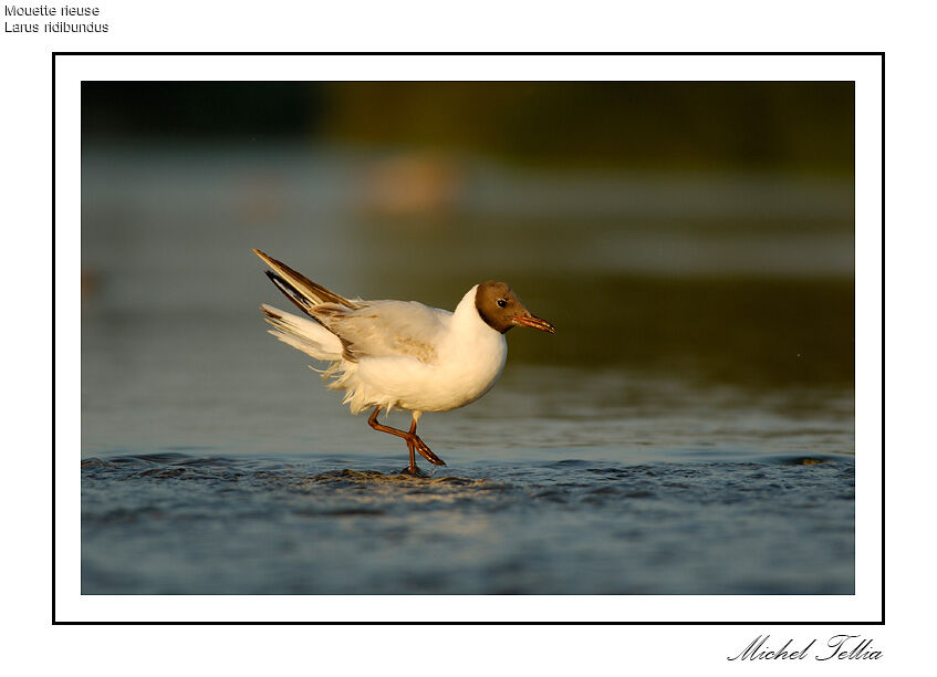 Mouette rieuse