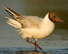 Mouette rieuse