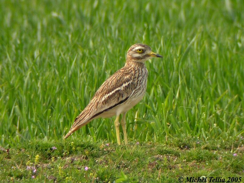 Eurasian Stone-curlew