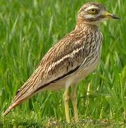 Eurasian Stone-curlew