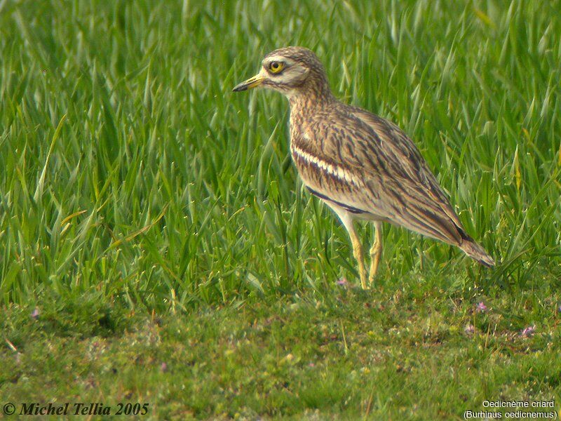 Eurasian Stone-curlew