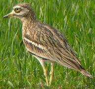 Eurasian Stone-curlew