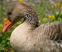 Greylag Goose