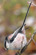 Long-tailed Tit