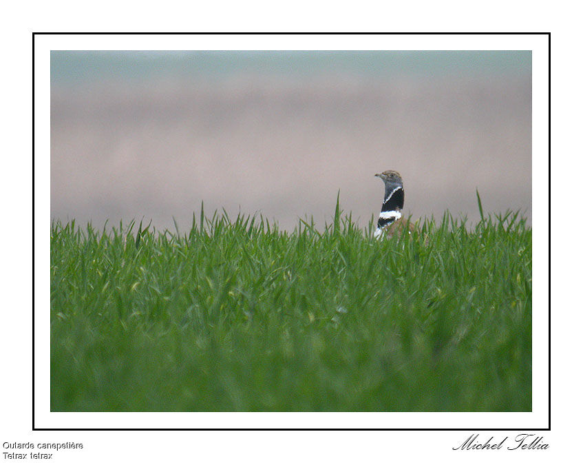 Little Bustard male