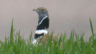 Little Bustard