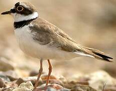 Little Ringed Plover