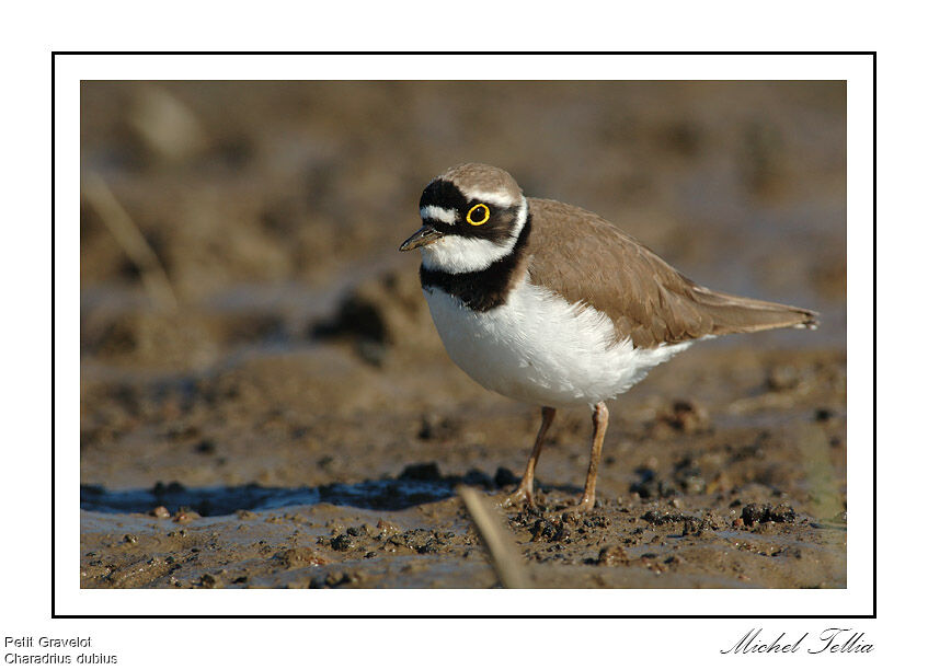 Little Ringed Plover