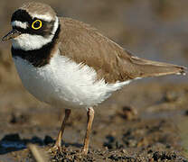 Little Ringed Plover