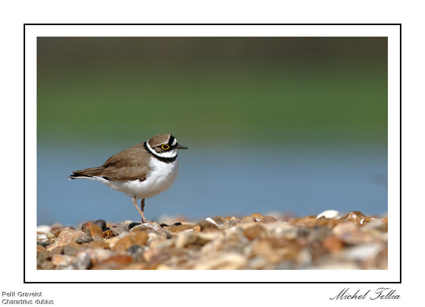 Little Ringed Plover