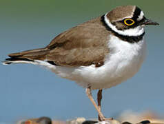 Little Ringed Plover