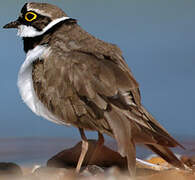 Little Ringed Plover