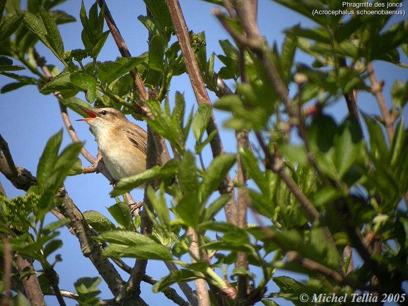 Sedge Warbler