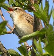 Sedge Warbler