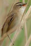 Sedge Warbler