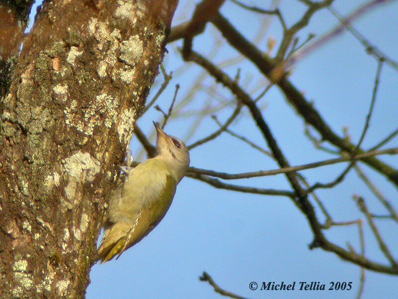 Grey-headed Woodpecker