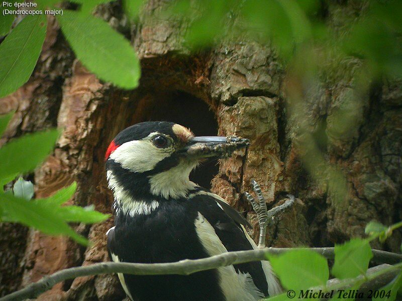 Great Spotted Woodpecker