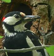 Great Spotted Woodpecker