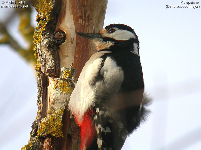 Great Spotted Woodpecker