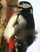 Great Spotted Woodpecker