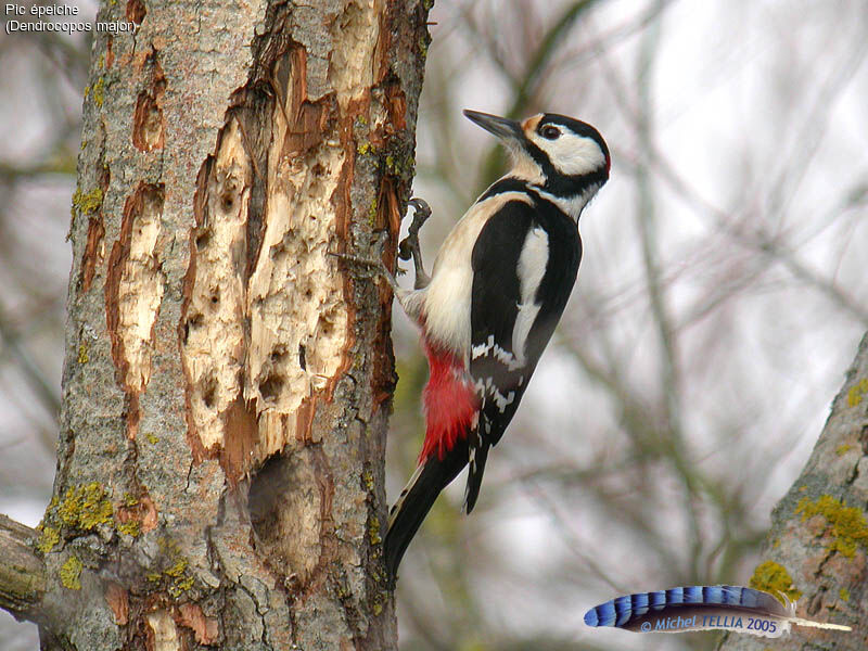 Great Spotted Woodpecker