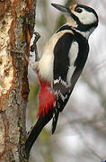 Great Spotted Woodpecker