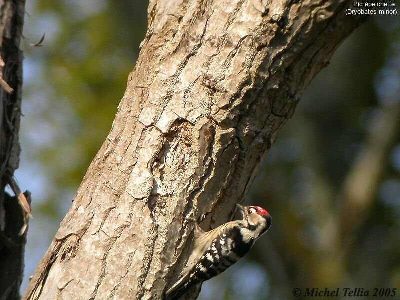 Lesser Spotted Woodpecker