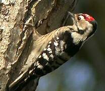 Lesser Spotted Woodpecker