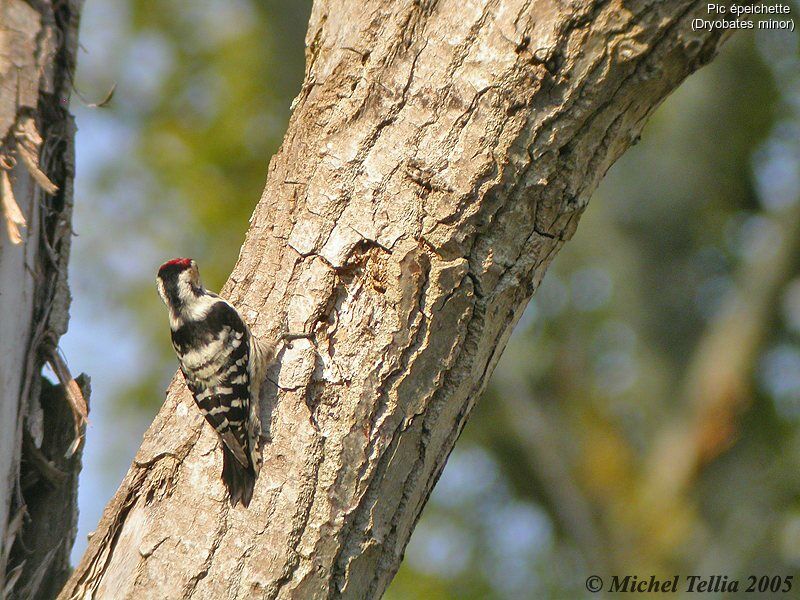 Lesser Spotted Woodpecker