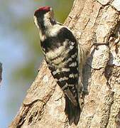 Lesser Spotted Woodpecker