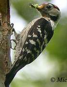 Lesser Spotted Woodpecker