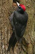 Black Woodpecker