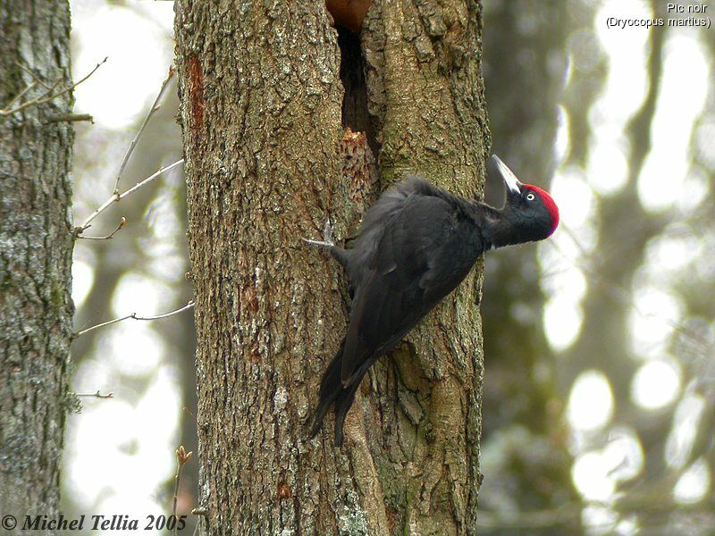 Black Woodpecker