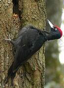 Black Woodpecker