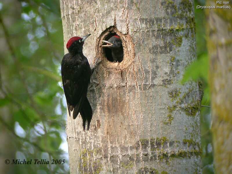 Black Woodpecker