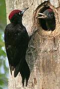 Black Woodpecker