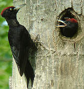 Black Woodpecker