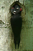 Black Woodpecker