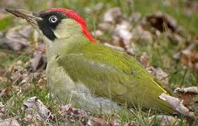 European Green Woodpecker