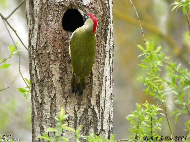 European Green Woodpecker