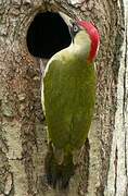 European Green Woodpecker